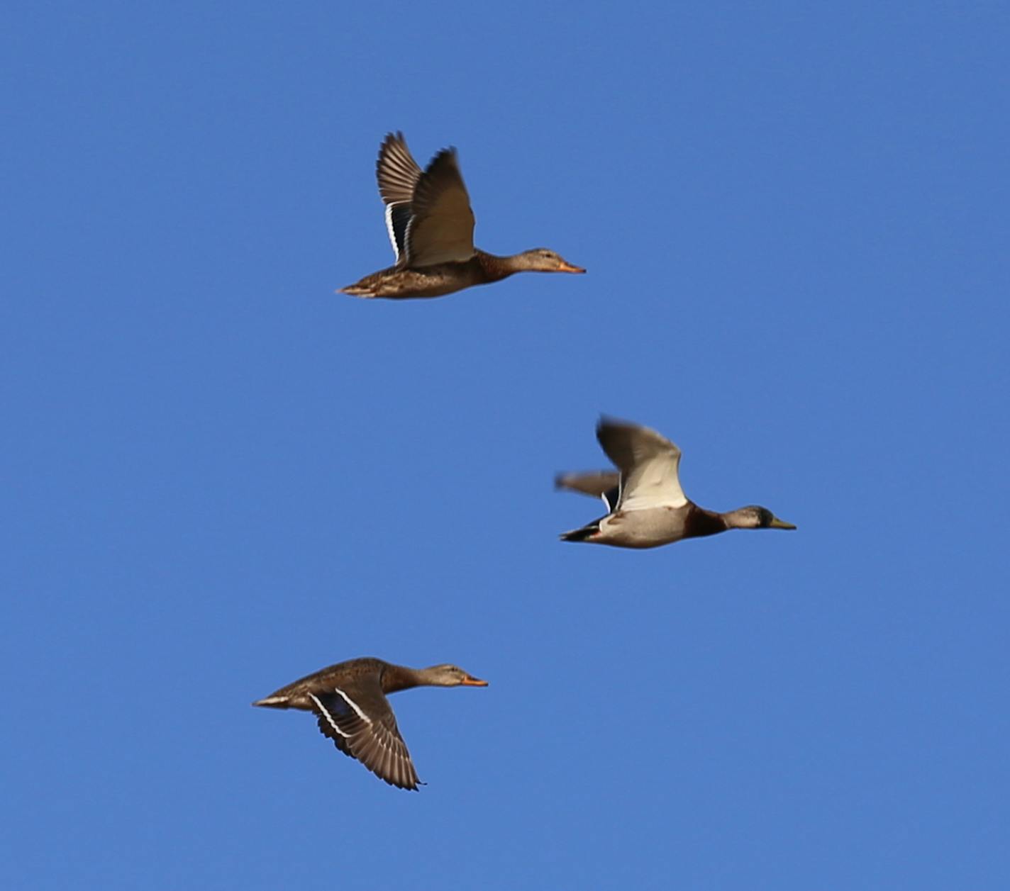 Ducks seen on the opening weekend for non-resident North Dakota hunters included drake mallards, like these, as well as pintails, gadwall and wigeon.