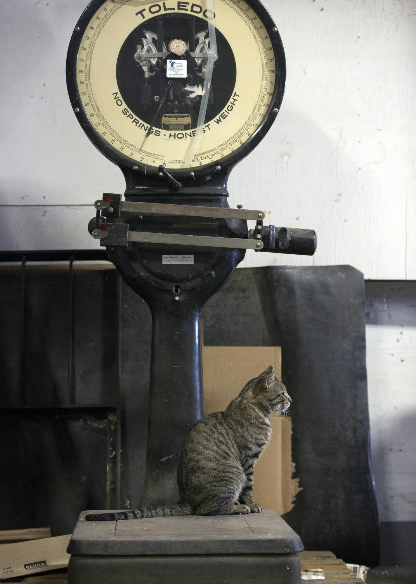 Fritz the cat sat on a scale as he roamed free at Ramy Turf Products on Friday, April 1, 2016 in St. Paul, Minn. ] RENEE JONES SCHNEIDER * reneejones@startribune.com Jim Trenton was fed up with the mice that kept chomping into seed bags at his business' lawn and turf warehouse. That's when he heard about a new "working cat'' program from the Animal Humane Society. In spite of the fact that "cats" and "working" rarely appear in the same sentence, he recently adopted two felines. They now live and