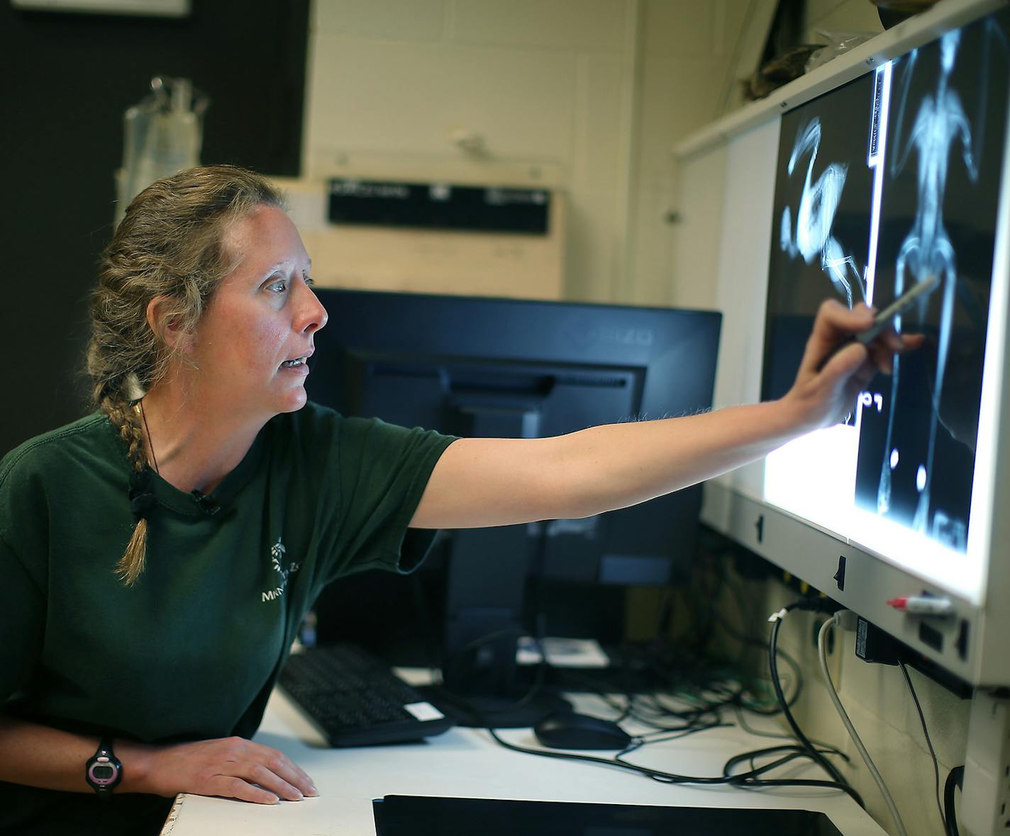 The Minnesota Zoo's Associate Veterinarian Christie Hicks viewed x-rays of 36-year-old hawk "Jake" at the zoo, Wednesday, May 18, 2016 in Apple Valley, MN. The Minnesota Zoo has an aging population of animals being treated for age-related conditions, including a 16-year-old tiger being treated for arthritis. The tiger is about 84 in human years. ] (ELIZABETH FLORES/STAR TRIBUNE) ELIZABETH FLORES &#x2022; eflores@startribune.com 20044151A