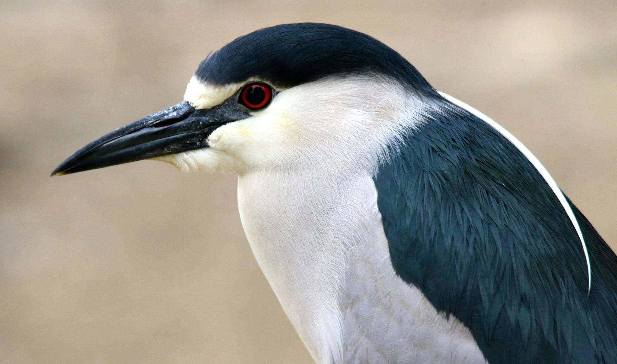 Photo by Craig Millard , Special to the Star Tribune 1. Black-crowned night herons, the fireplugs of the heron family, are unique in sporting a brilliant red eye.