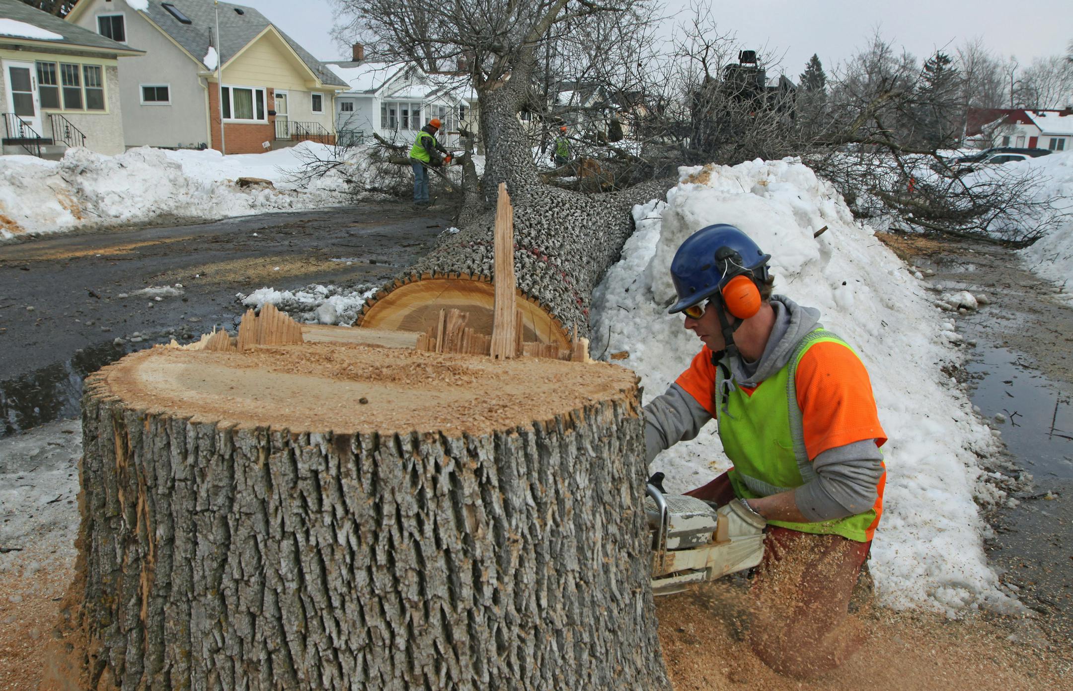 BRUCE BISPING ¬• bbisping@startribune.com St. Paul, MN., Tuesday, 3/8/11] (right) Ed Perkins and other members of St. Paul public works crew continued the structured cutting down of boulevard ash trees near the intersection of Reaney and Van Dyke in St. Paul. The city plans on removing 1100 or more declining ash trees by the end of 2011, in a hope to curb the spread of the emerald ash beetle. Over 200 public ash trees will be removed on both the east side of St. Paul and Highland par
