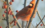 Photos by Miranda Delong
This male northern cardinal gets ready to fly to a feeder.