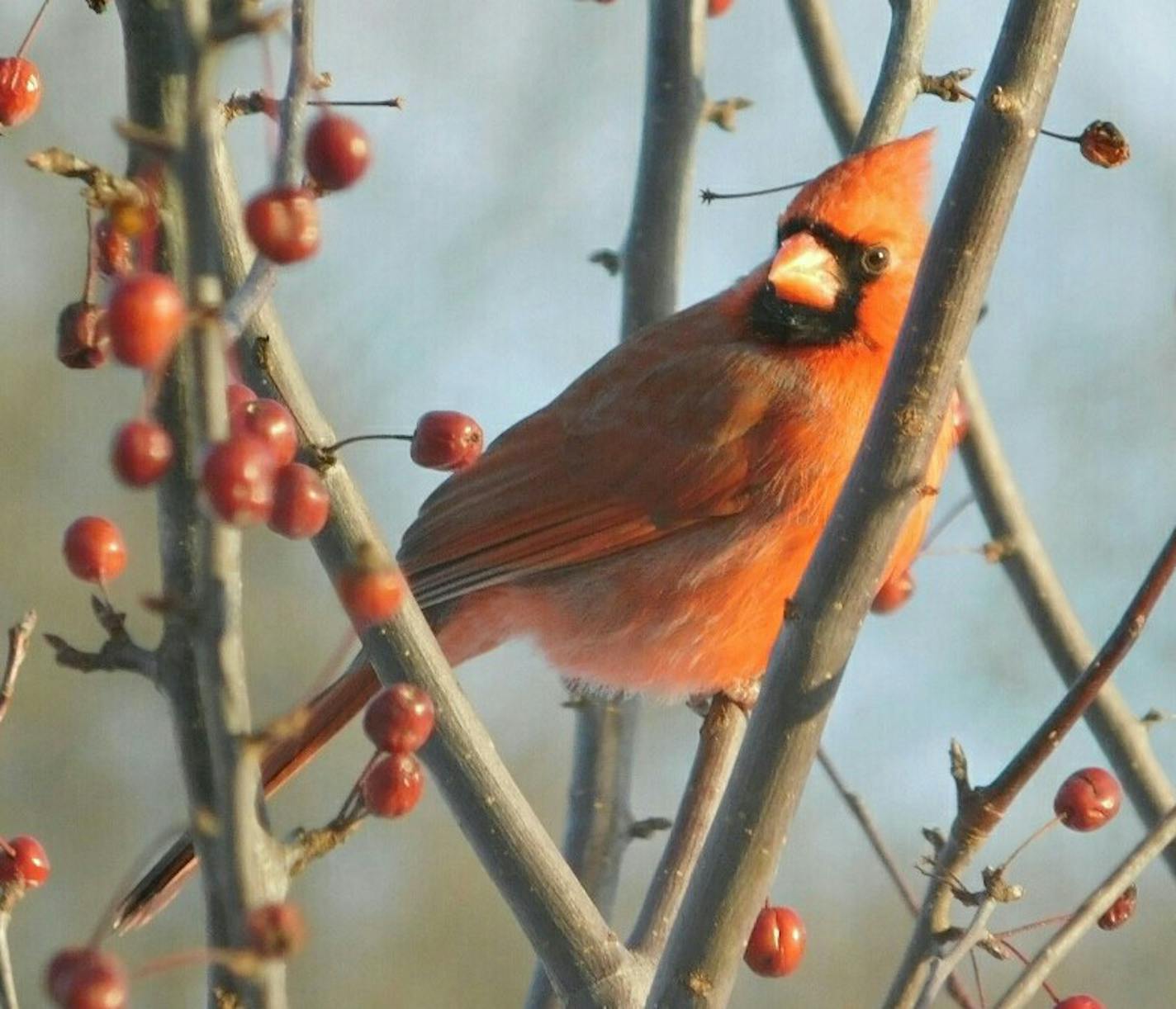 Photos by Miranda Delong
This male northern cardinal gets ready to fly to a feeder.