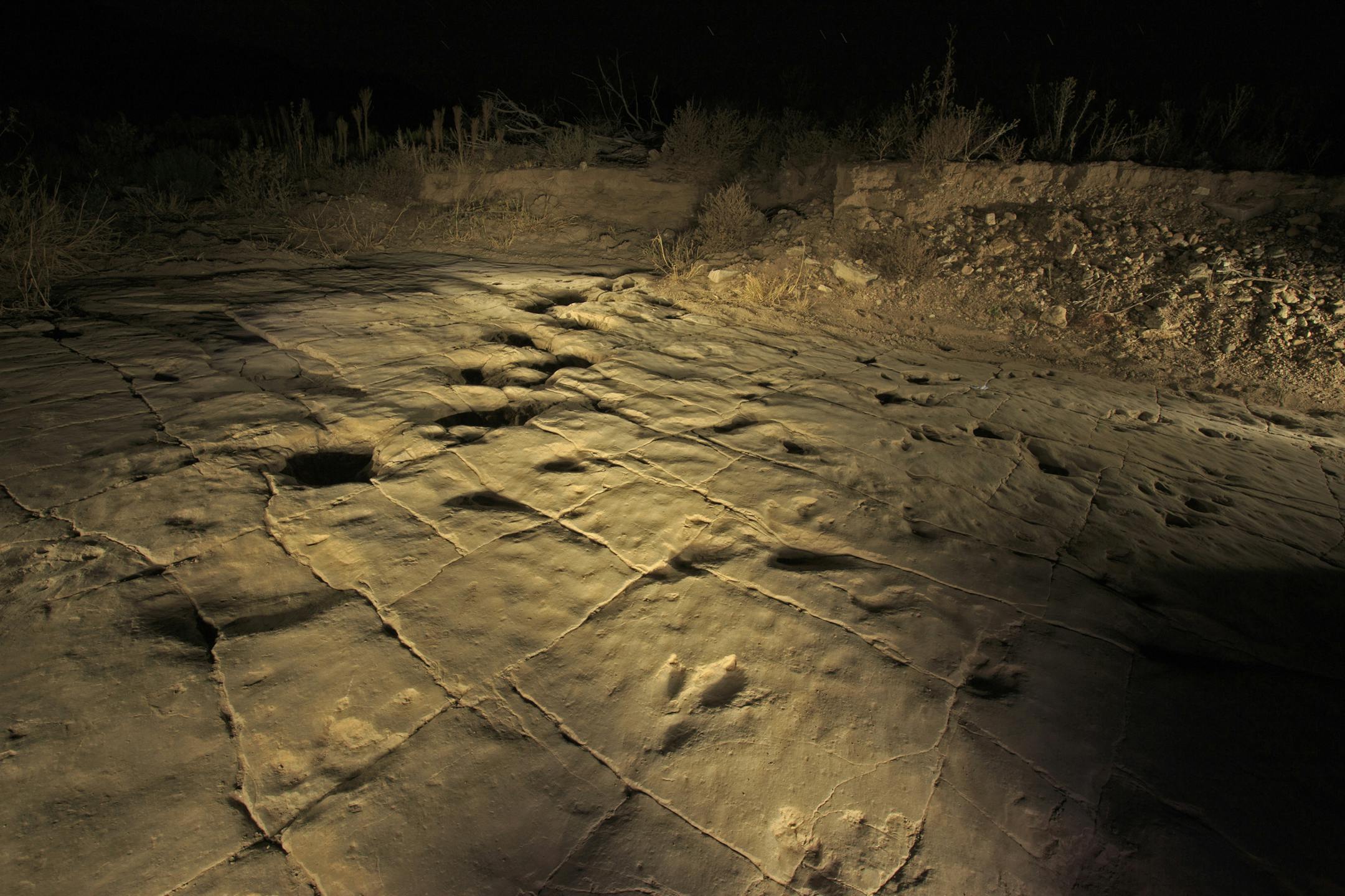Theropod and sauropod footprints at an excavation site in Picketwire Canyon in southeast Colorado, Oct. 14, 2015. The canyon has too many dinosaur bones and too few people to excavate them, so the Forest Service has benefited from the help of a small group of amateur volunteer sleuths, many in their 70s and 80s. (Matthew Staver/The New York Times)