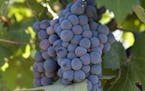 (NYT25) EL ESCONDIDO, Calif. -- Aug. 15, 2006 -- BAJA-ZINFANDEL-3 -- Grape vines pictured at the Rancho Escondido vineyard in Baja California, in Aug.