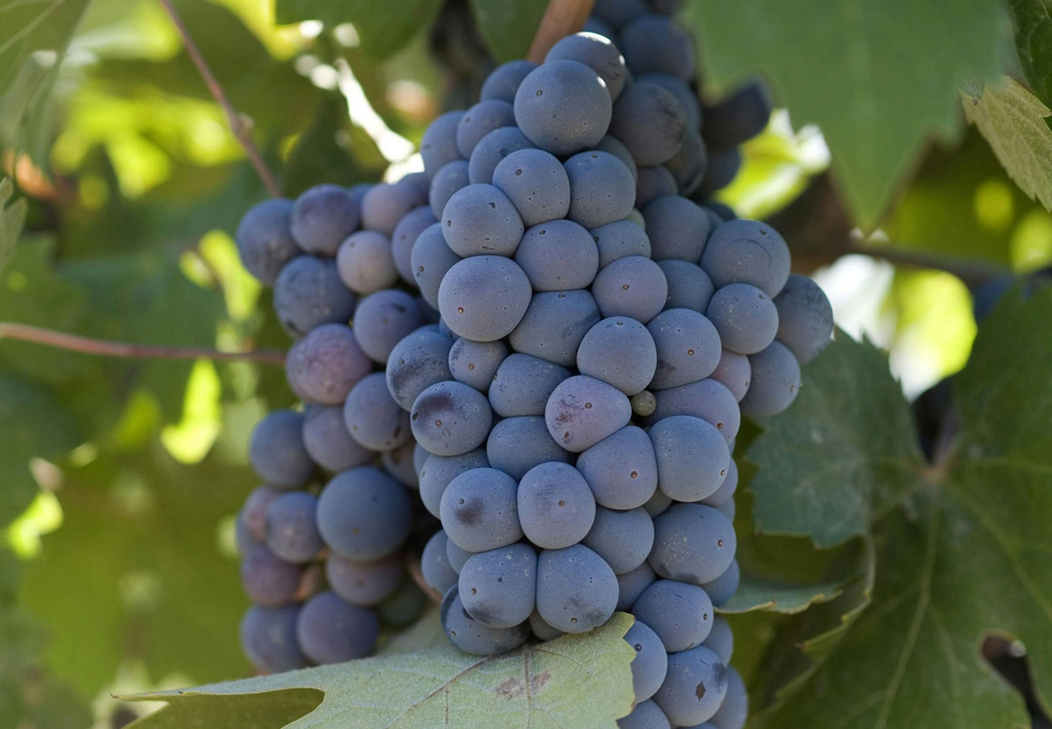 (NYT25) EL ESCONDIDO, Calif. -- Aug. 15, 2006 -- BAJA-ZINFANDEL-3 -- Grape vines pictured at the Rancho Escondido vineyard in Baja California, in Aug. 2006.Camillo P. Magoni makes wine from the decades-old zinfandel vines. (Luis Garcia/The New York Times)