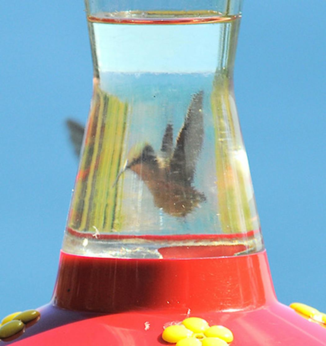 Hummingbirds need unadulterated nectar.