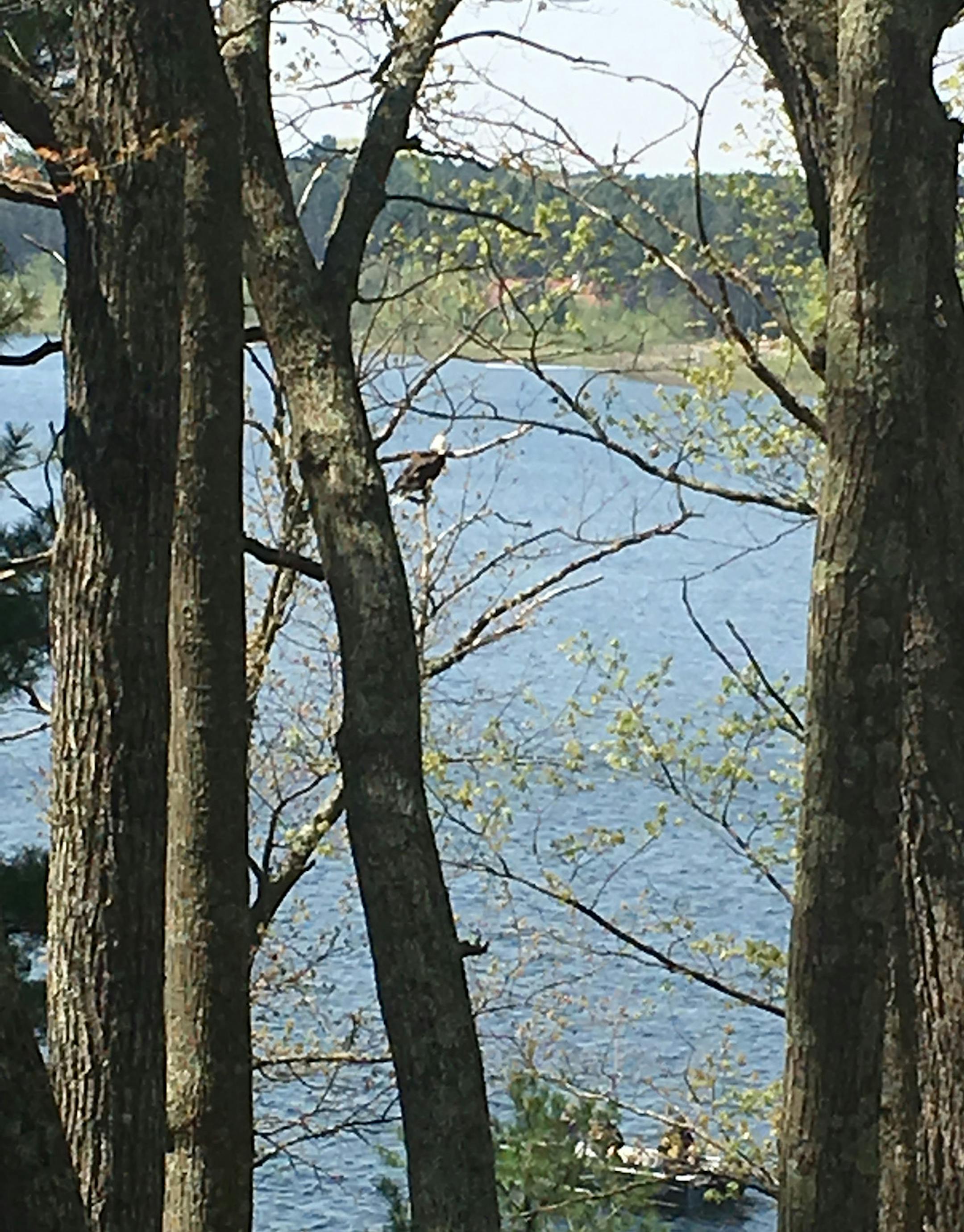 Fishing On Silver Lake In Cumberland Wisconsin. Beautiful Bald Eagle competing for walleyes! Maggie Harris.