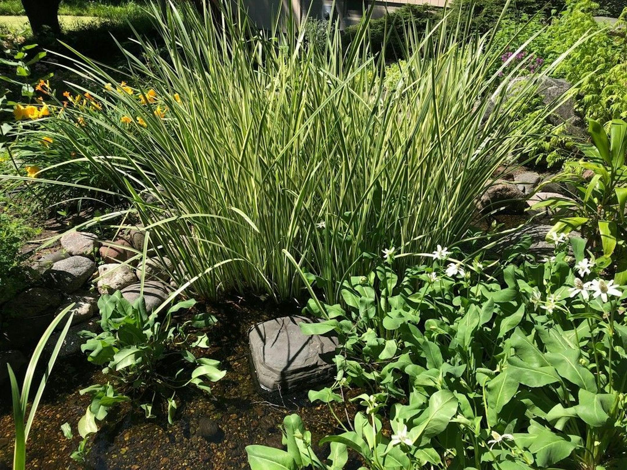 Favorite aquatic plants include showy spiky variegated sweet flag, which contrasts with low-growing white blooming yerba mansa.