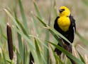 Photo by Don Severson, special to the Star Tribune
A yellow-headed blackbird male aggressively guards his marsh against all intruders, but a greater t