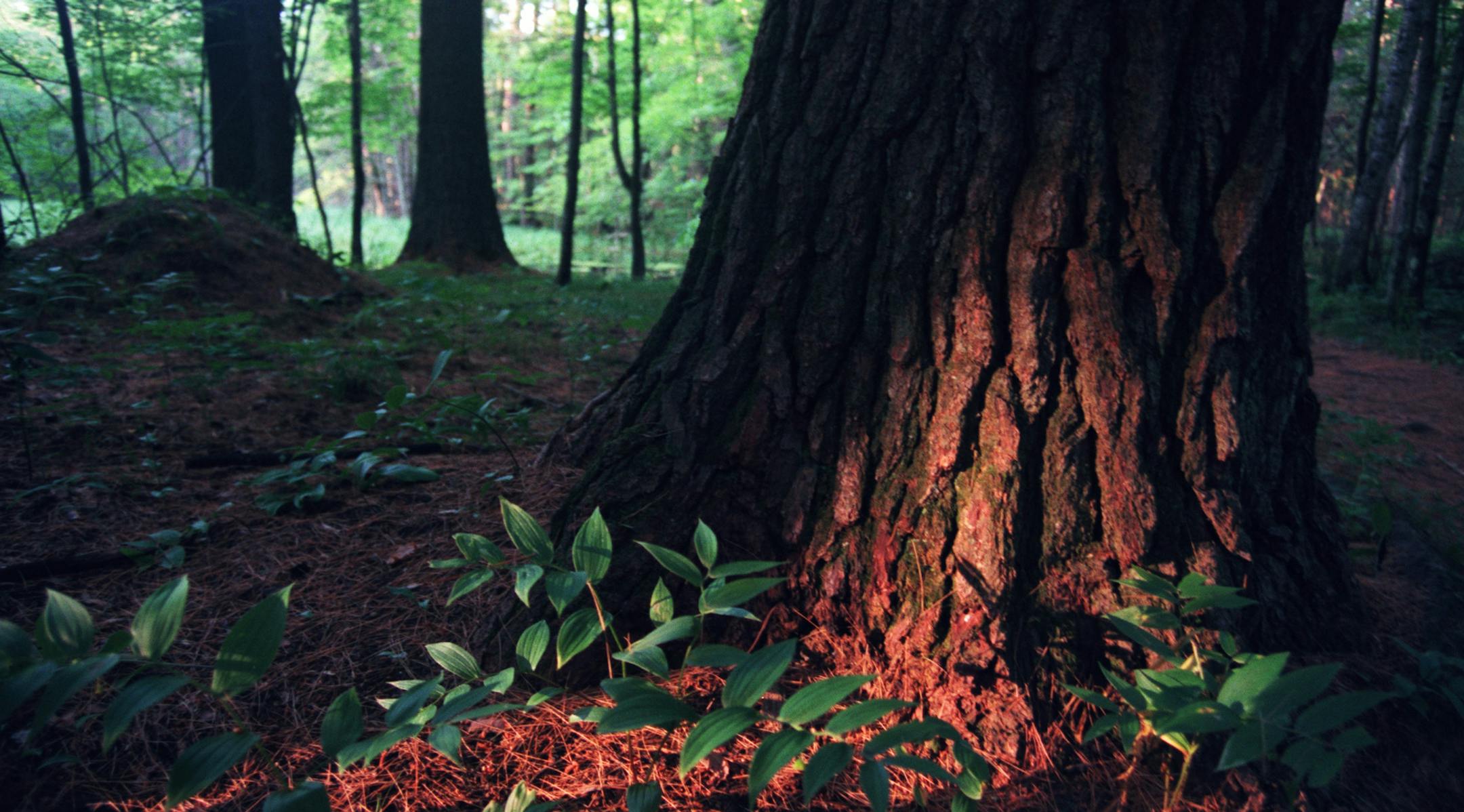 CHRIS WELSCH / STAR TRIBUNE file photo
On the Bohall Trail in Itasca State Park, an old growth pine basks in evening light. ORG XMIT: MIN2017080116090024