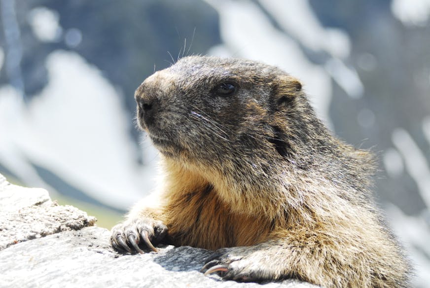 The woodchuck is the largest member of the squirrel family.