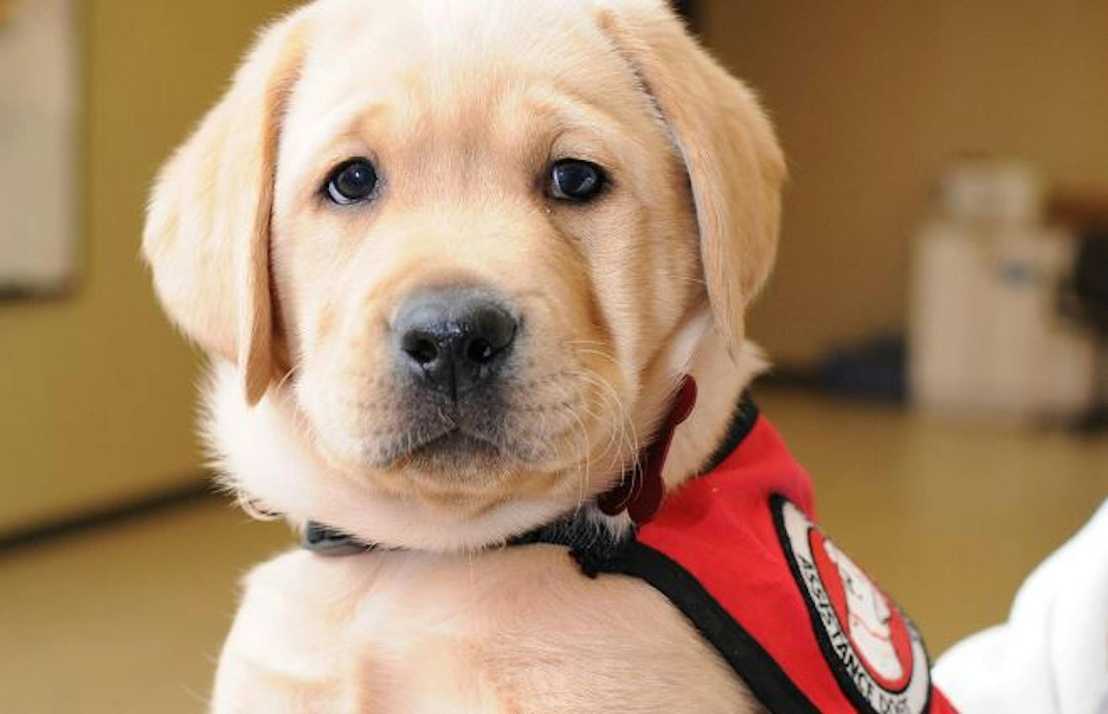Can Do Canines provides service dogs for people with disabilities.