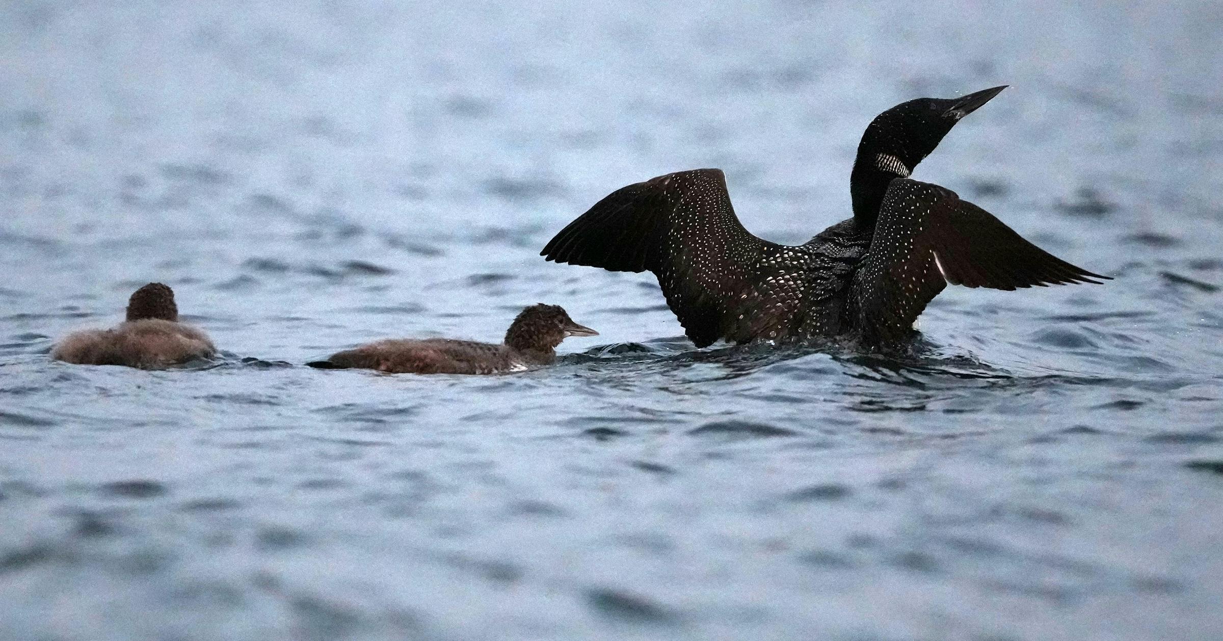 Cheers & Jeers: A helping hand for Minnesota’s most iconic bird