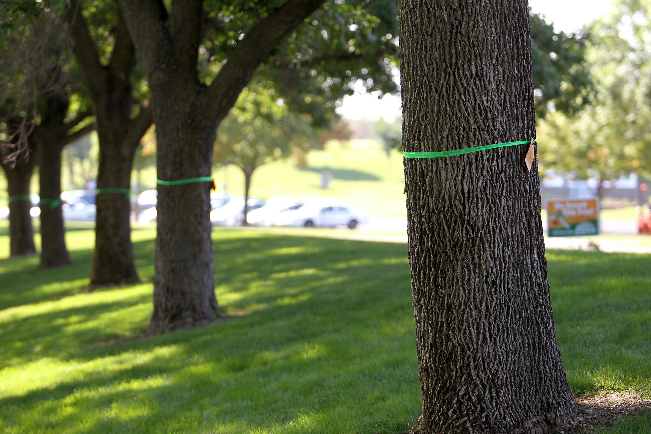 Ash trees at city hall that are to be injected with pesticide in Burnsville, Minn., on Thursday, July 25, 2013. Burnsville is the first city to use an organic based pesticide to protect ash trees on city property. ] (ANNA REED/STAR TRIBUNE) anna.reed@startribune.com (cq)