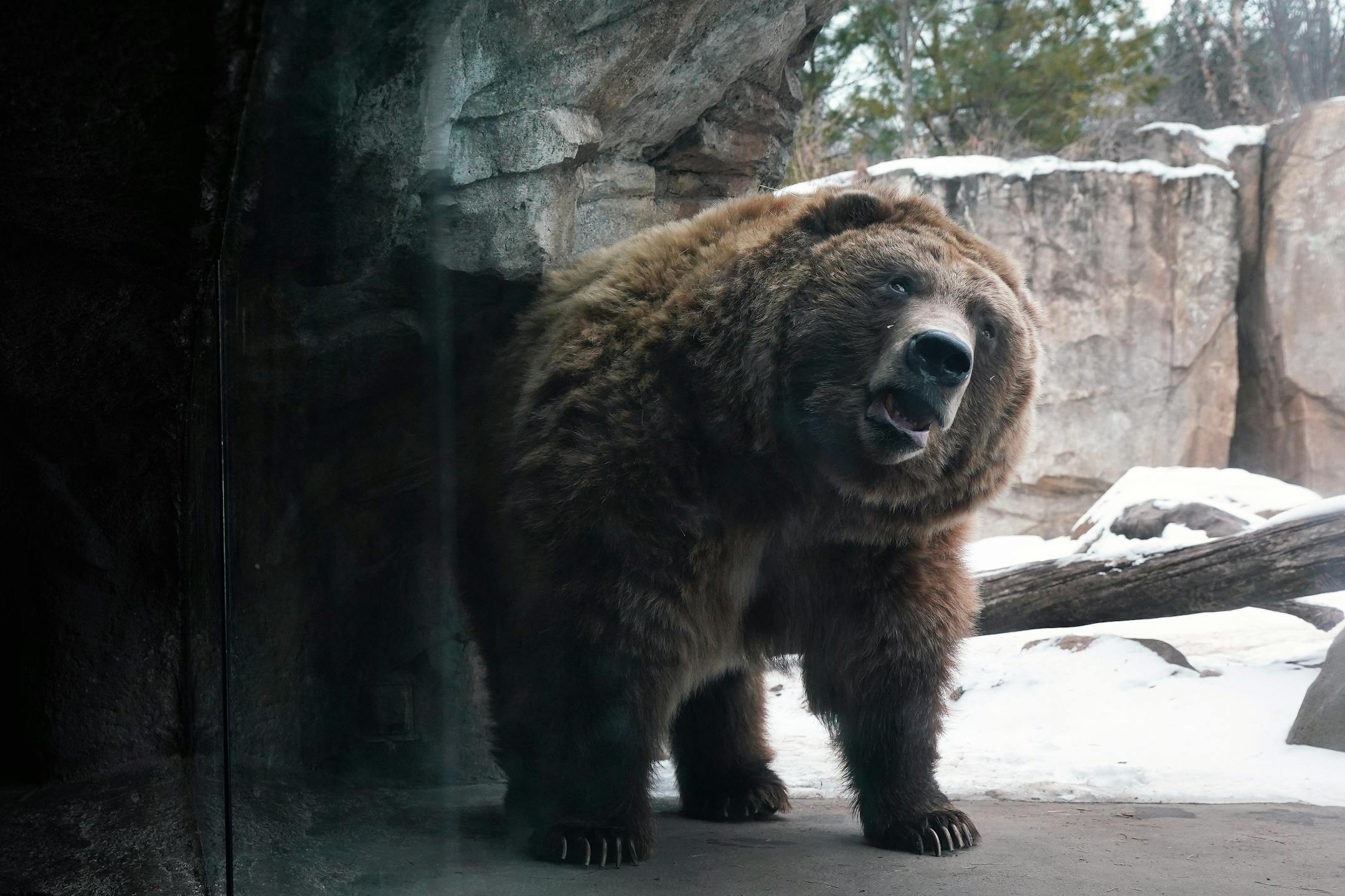 Sarah Hicks pre-recorded segments with the brown bears and their keepers at the Minnesota Zoo for the Minnesota Orchestra's Young People Concert in February.