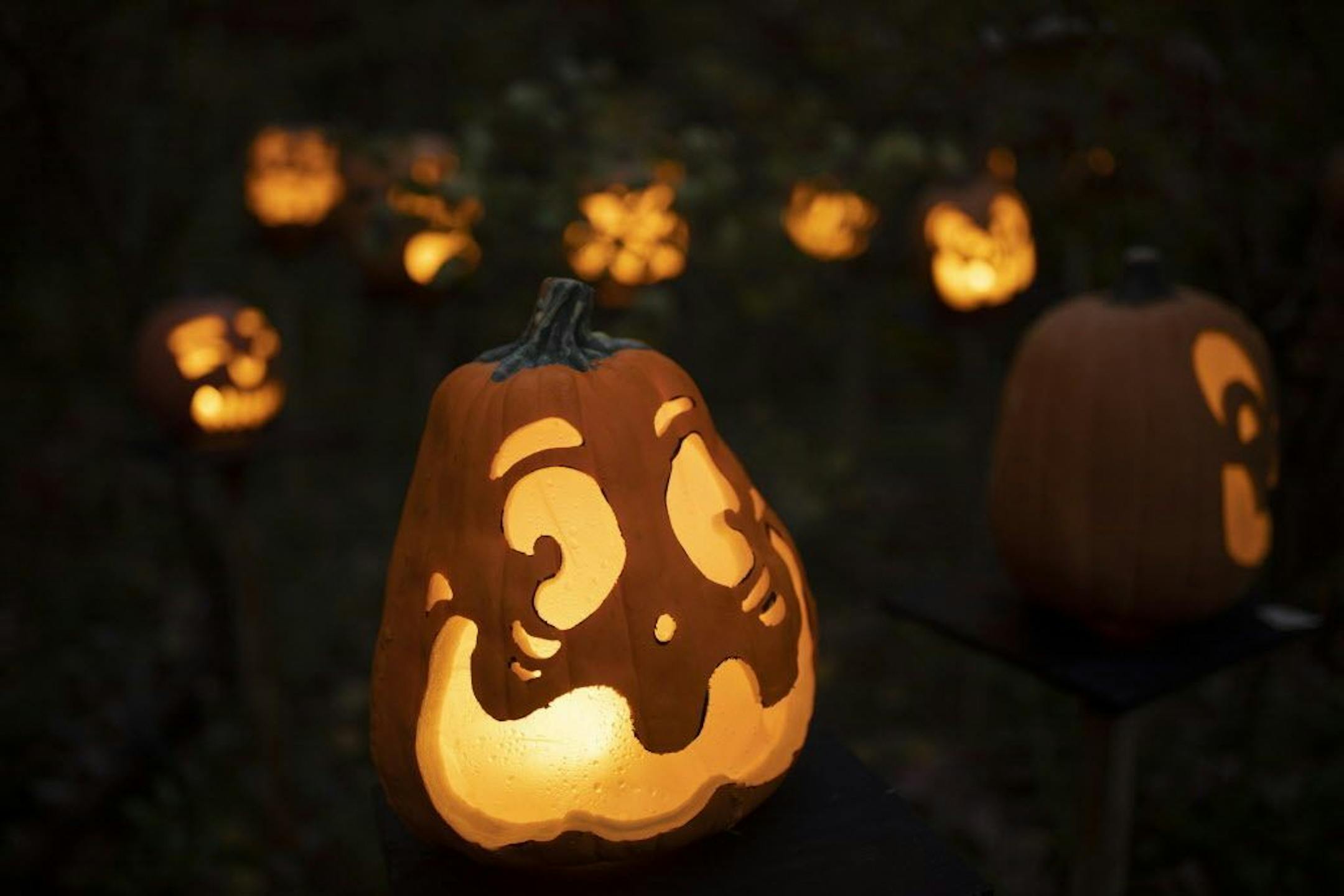 A few of the 5000 carved pumpkins along the 1/4 mile trail at the Minnesota Zoo.