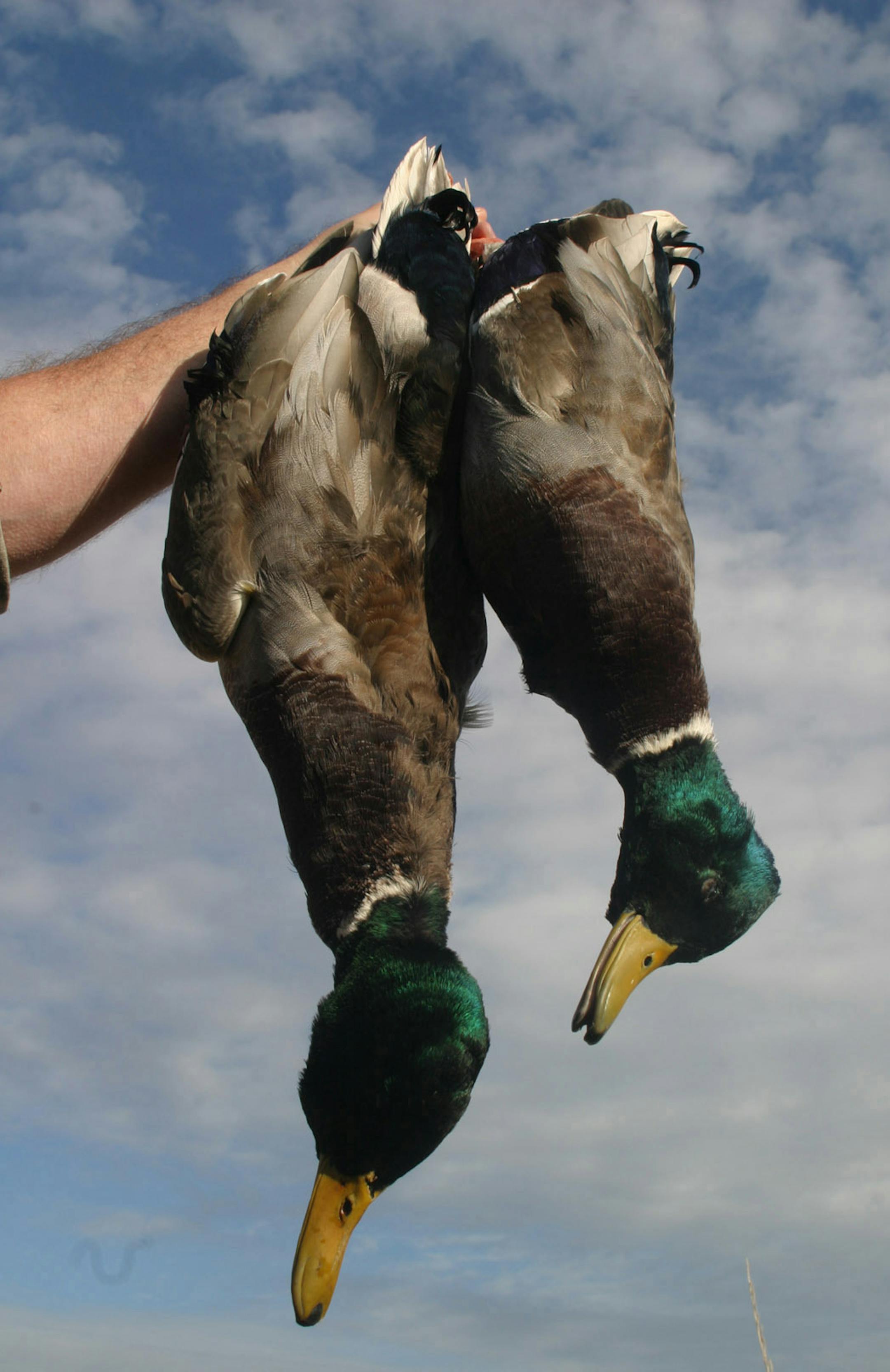 Star Tribune photo/Doug Smith Size matters: the size descrepency between these two mallard drakes shot last week in South Dakota underscore the differences between a mature bird and an immature one.