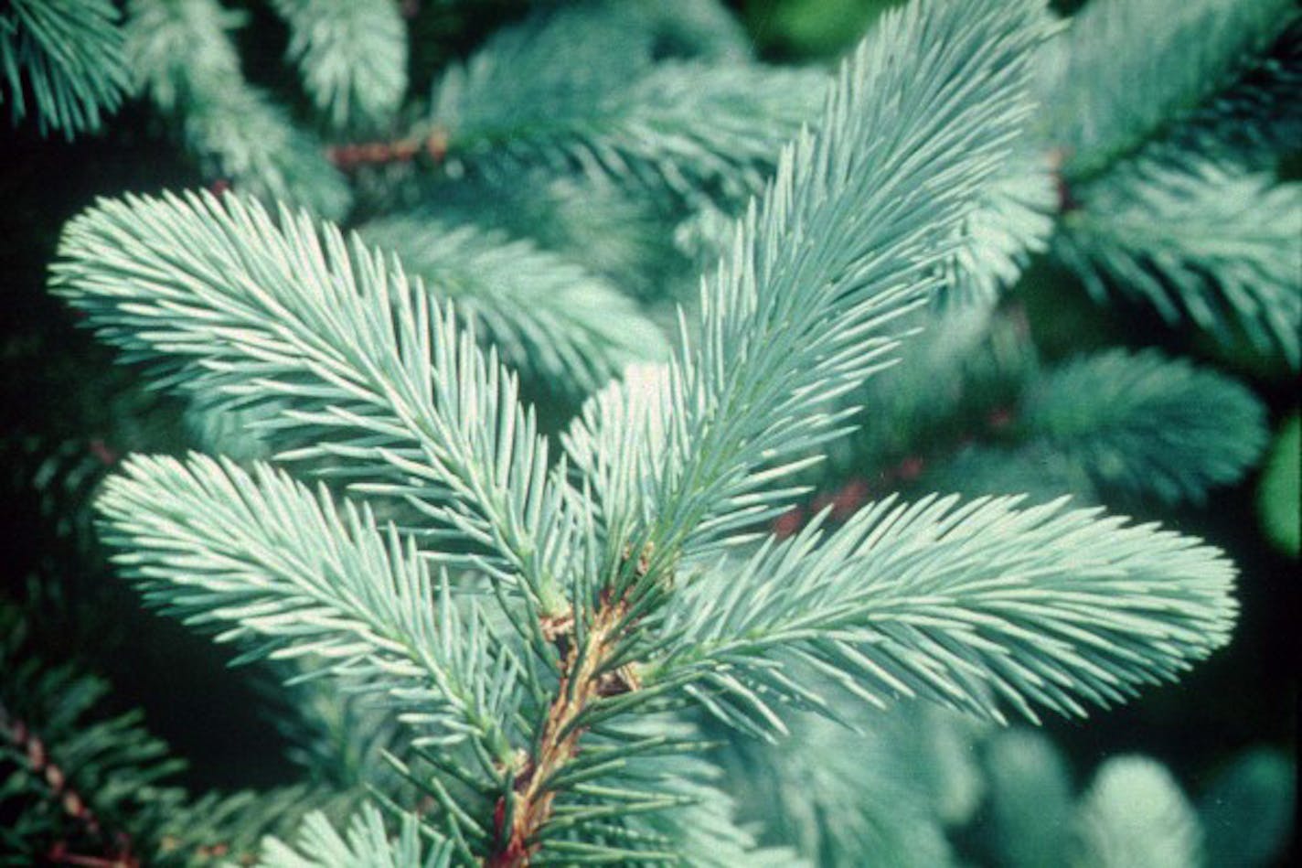 Colorado blue spruce