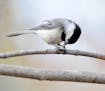 Photos by Jim Williams
A chickadee picks a seed out of the ball.