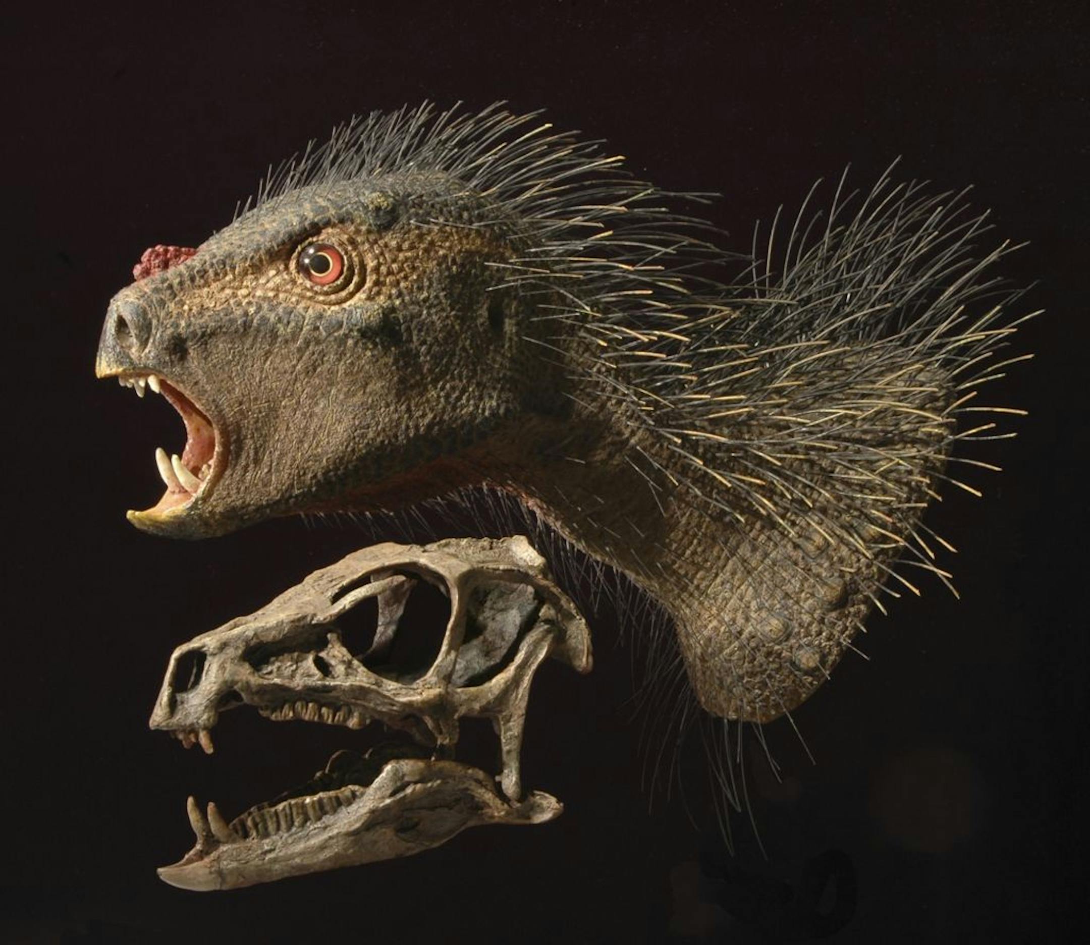 An artist's rendering of Pegomastax africanus; its quills may have made it look bigger than it was to predators.