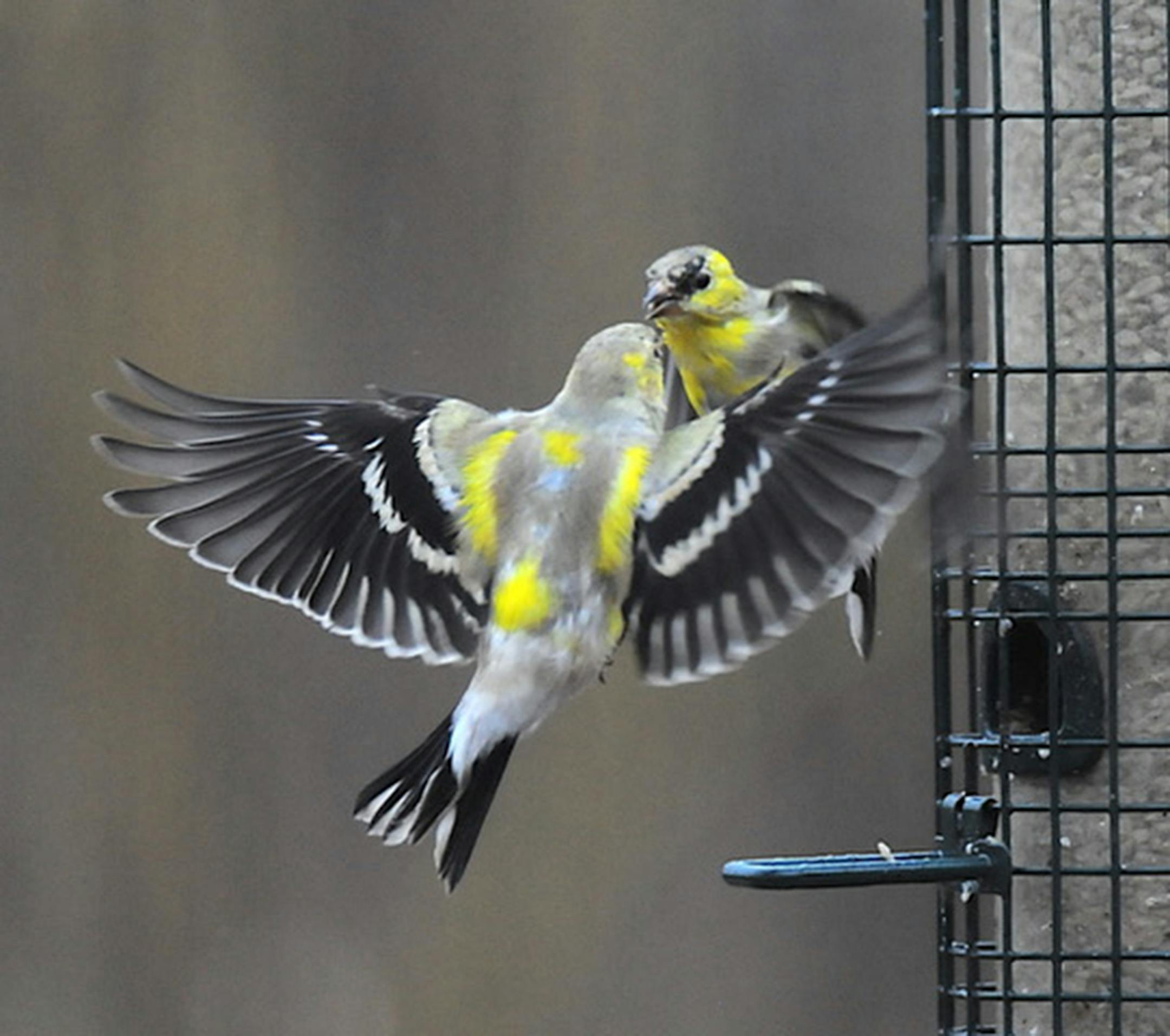 Goldfinches squabble at a feeder. Jim Williams photo