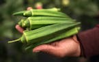 It's the season for okra, harvested now at Untiedt&#xd5;s Vegetable Farm, and often used by chefs. ] brian.peterson@startribune.com
Montrose, MN
Monda