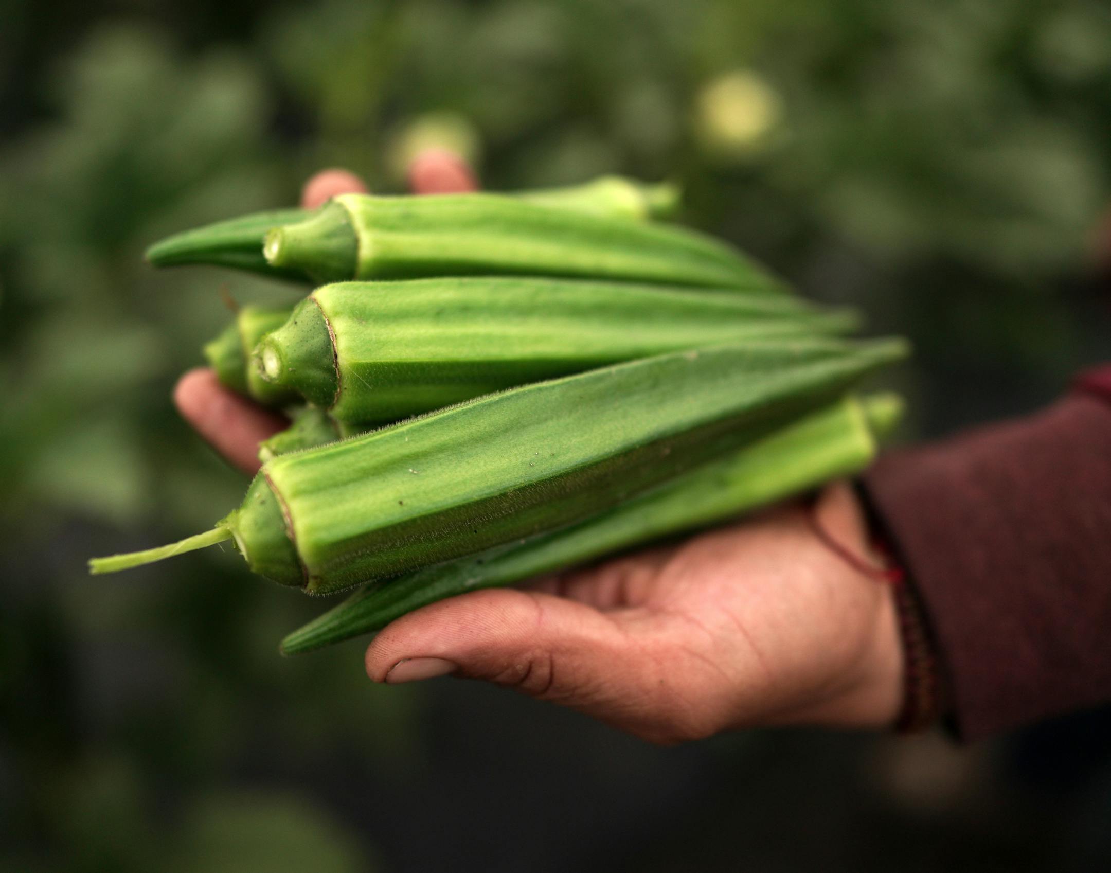 It's the season for okra, harvested now at UntiedtÕs Vegetable Farm, and often used by chefs. ] brian.peterson@startribune.com
Montrose, MN
Monday, August 26, 2019