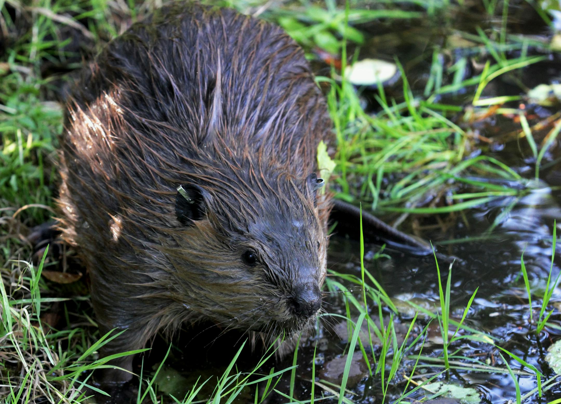 In this Sept. 12, 2014, photo, a tagged young beaver explores water hole near Ellensburg, Wash., after he and his family were relocated by a team from the Mid-Columbia Fisheries Enhancement Group. Under a program in central Washington, nuisance beavers are being trapped and relocated to the headwaters of the Yakima River where biologists hope their dams help restore water systems used by salmon, other animals and people. (AP Photo/Manuel Valdes) ORG XMIT: MIN2014102823010241
