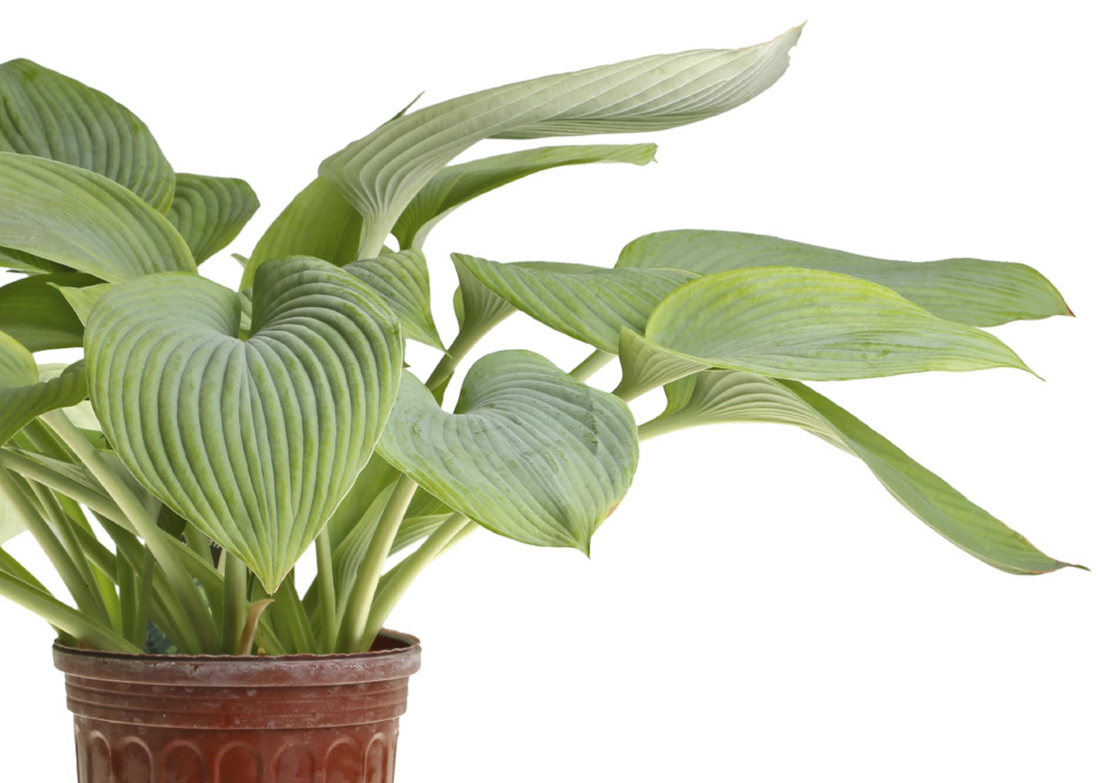 Large plant of blue-leaved hosta cultivar Guardian Angel in a red plastic pot isolated against white