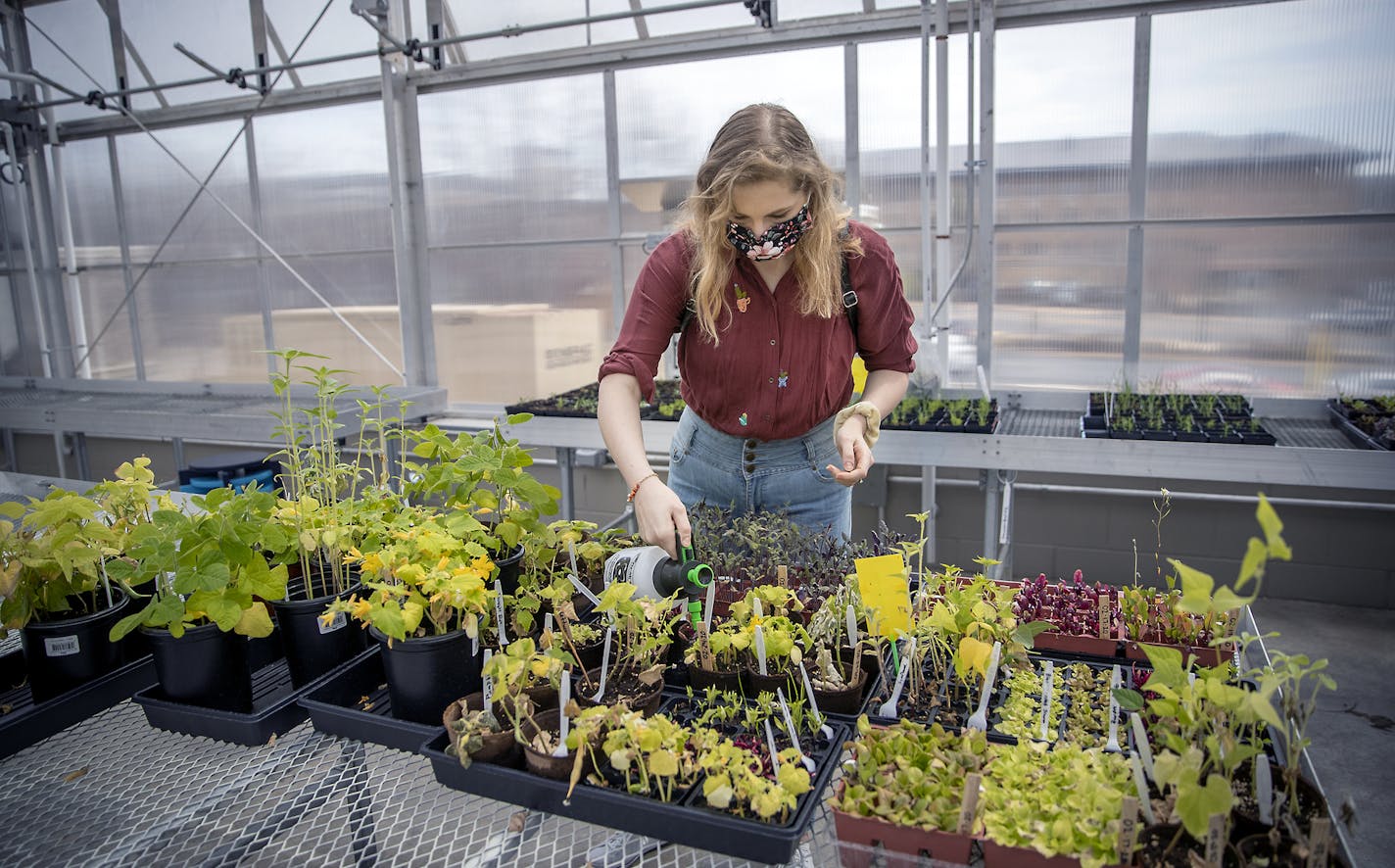 Metropolitan State University junior Sierra Grandy watered seedlings that students will use in a community garden, from tomatoes to peppers to apples.