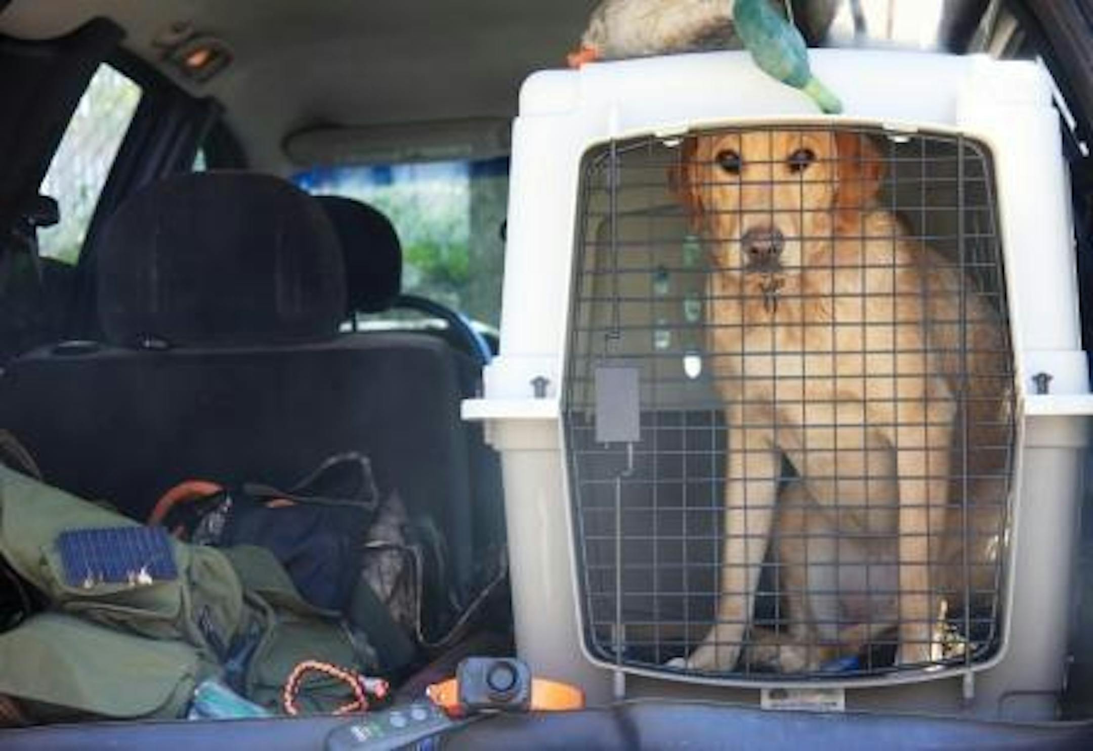Beau patiently waiting for her release from Dog-atraz.