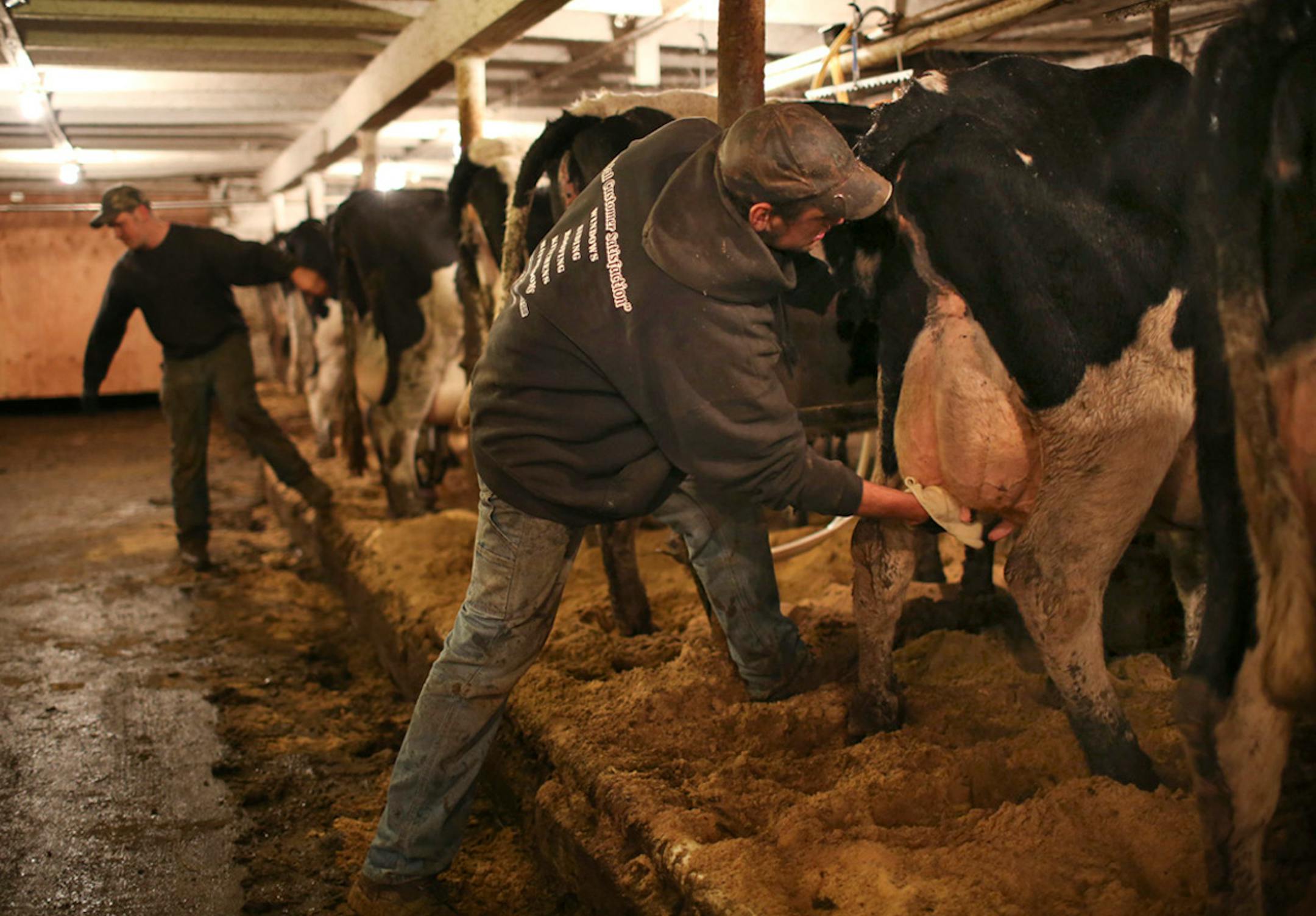 Wisconsin has become the organic farming capital of the Midwest -- and by some measures, the United States. It claims the second-highest number of organic farms in the country, after only California, and it's No. 1 in organic dairy farming. Brothers Jim and Alan Ideker, moved to Wisconsin from Minnesota to start an organic dairy farm. They sell through Organic Valley and have worked closely with other Organic Valley farmers in the area to get going. Alan, foreground, and Jim Ideker prepared to m