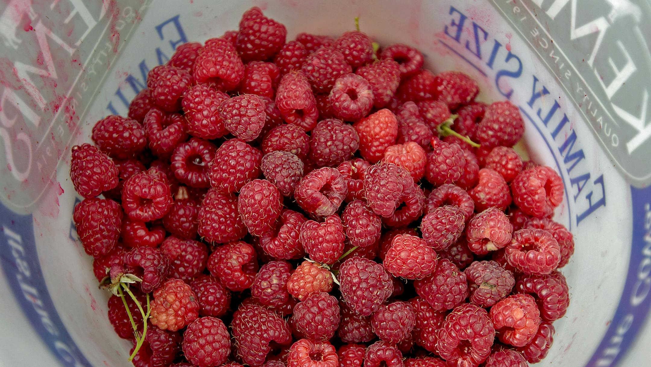 Raspberries at Knaptson Orchards, Thursday, August 4, 2014 in Greenfield, MN. ] (ELIZABETH FLORES/STAR TRIBUNE) ELIZABETH FLORES • eflores@startribune.com