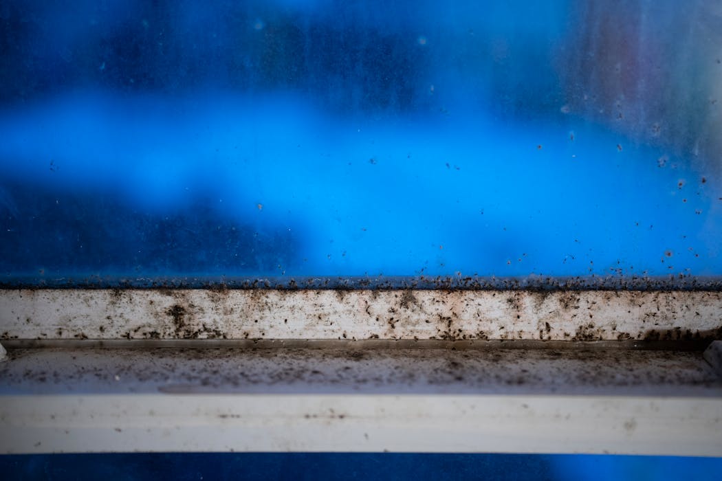 Detail of mold and dead insects on the window in a room in the house Nicholas Zobel has rented for the last year.