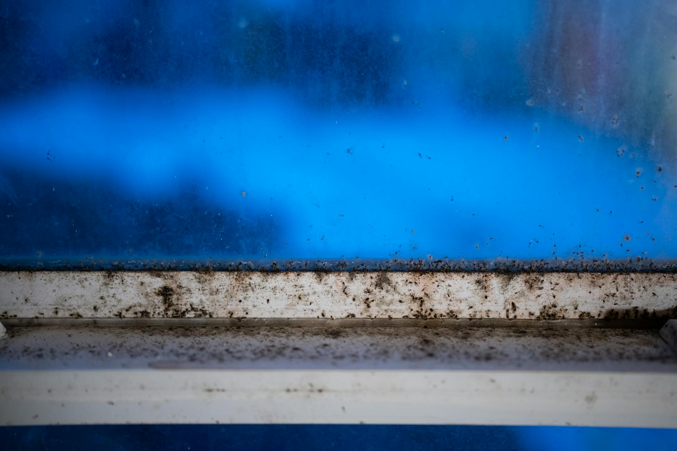 Detail of mold and dead insects on the window in a room in the house Nicholas Zobel has rented for the last year. Photographed Wednesday evening, January 17, 2024 in Minneapolis. A house on Vincent Ave. in north Minneapolis has black mold and other issues rendering it unlivable, says the tenant, a recovering drug addict who may be the latest in a long line of renters with backgrounds that make it hard for them to find housing.   ]   JEFF WHEELER • Jeff.Wheeler@startribune.com