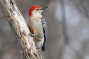 Photo by Don Severson:.A red-bellied woodpecker, with namesake red wash on belly. ONE-TIME USE