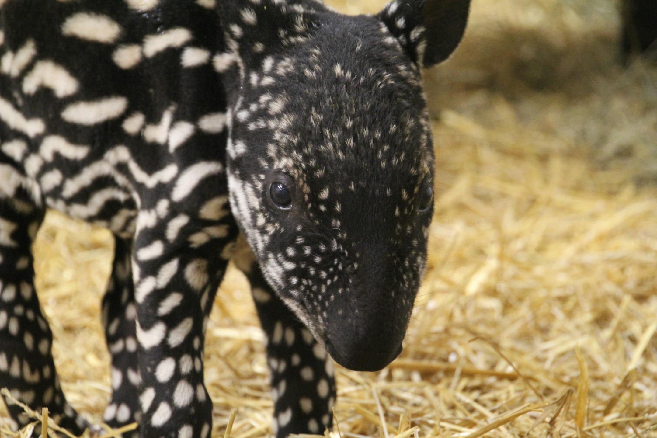 The Minnesota Zoo welcomed a new Malayan Tapir calf, a birthing rarity for the zoo in Apple Valley.