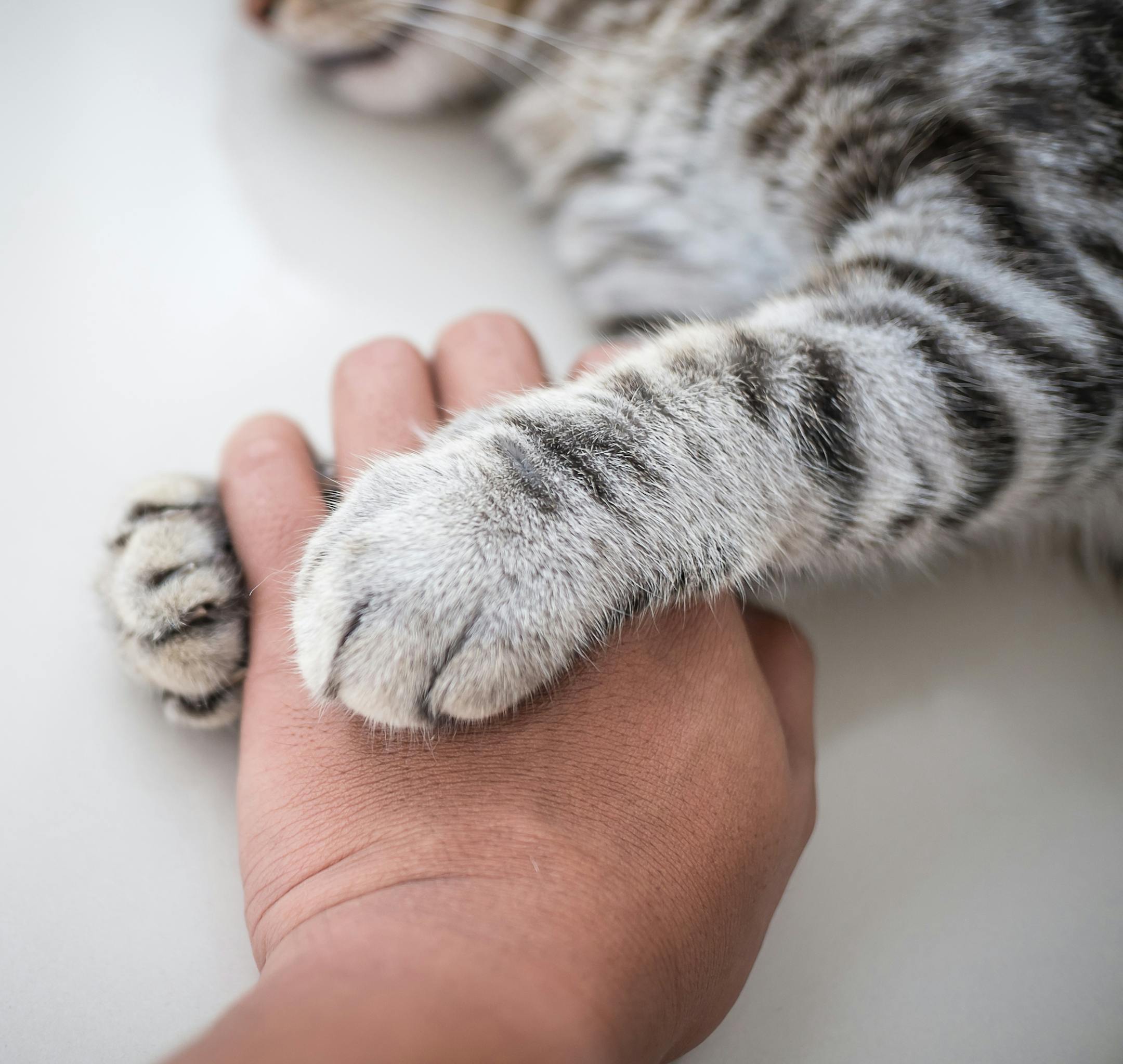 Cat love By the hand grip at hand.Cat love By the hand grip at hand.