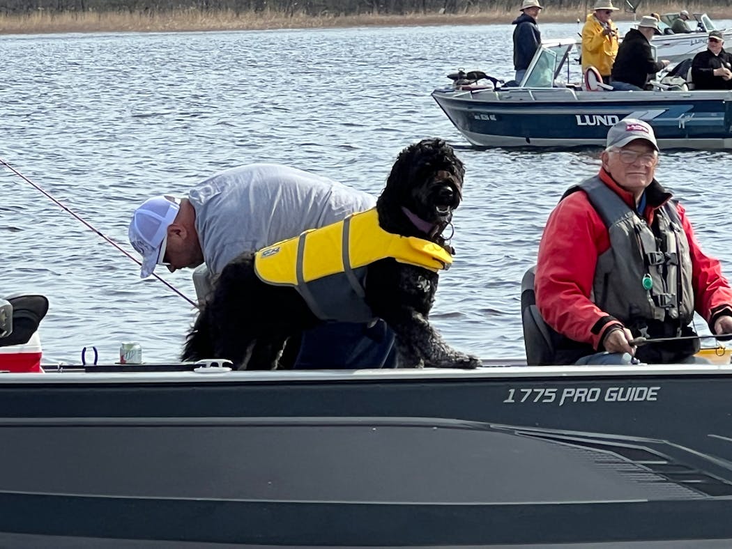 Life jackets are always a good idea while in a boat, and this dog that tagged along with a boat full of anglers on Upper Red Lake Saturday was properly outfitted.
