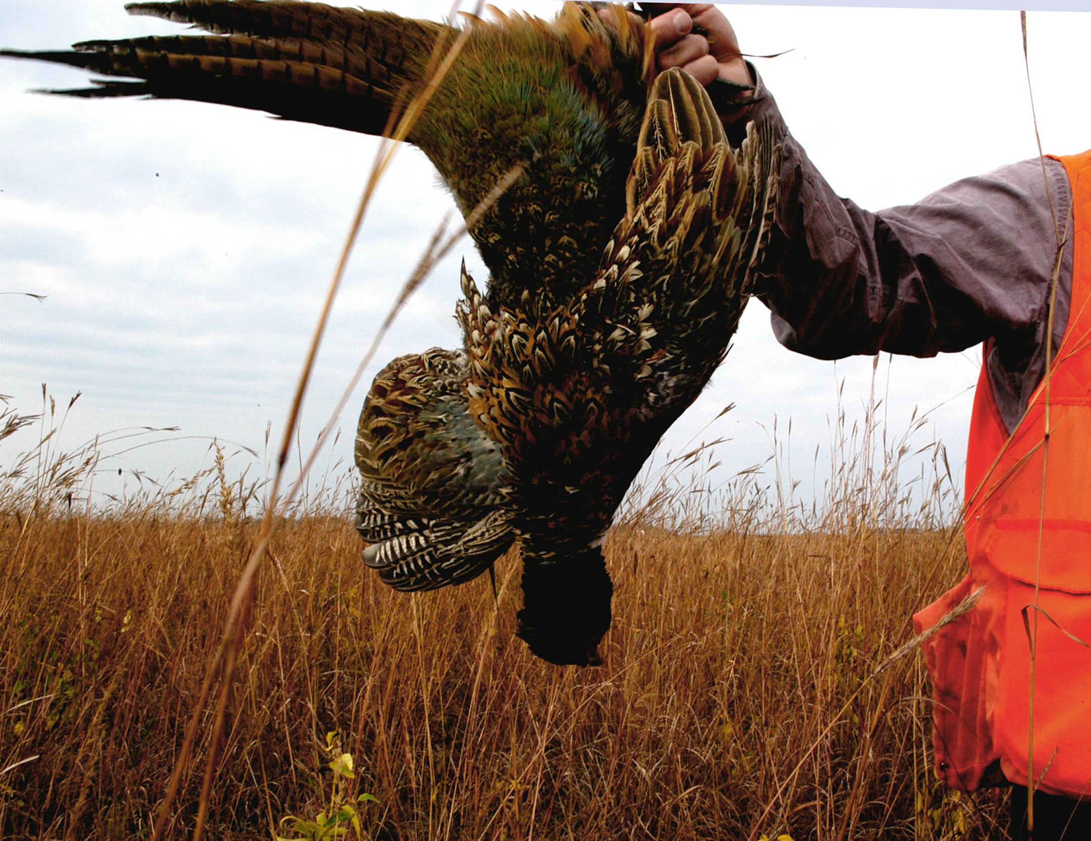 Vast acreages of standing corn on Saturday when the state's pheasant season opened left too many places for ringnecks to hide, and in some parts of west-central Minnesota, the harvest was down from opening day a year ago.