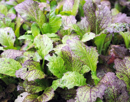 Mustard greens freely self-sow, giving you a bonus crop in following years.