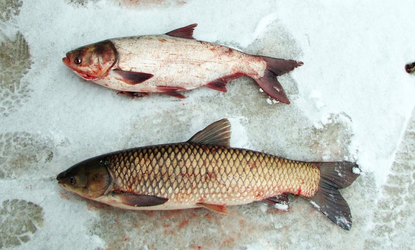 Common carp  Oregon Department of Fish & Wildlife