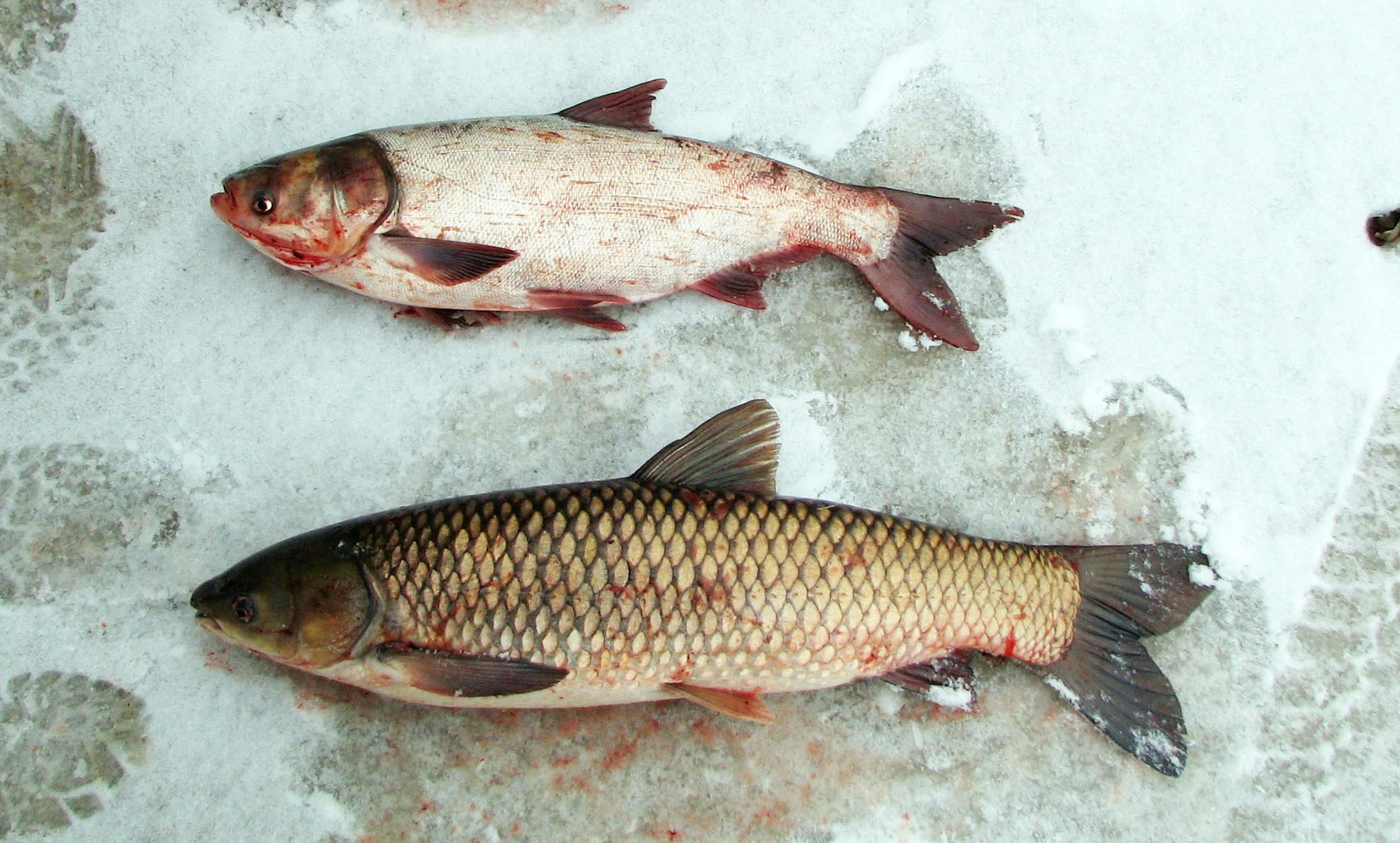 Photo of Asian carp caught in the Mississippi River near Winona, Minn., by commercial fishermen.