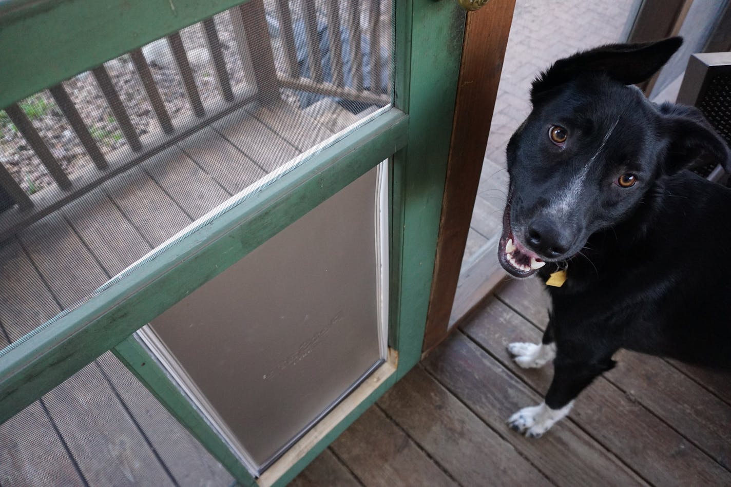 The new dog door has Angus stymied.