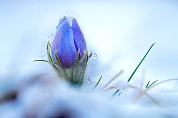 One of the first flowers to emerge in spring are the Pasque Flowers, above, pictured in Bloomington in 2020. 