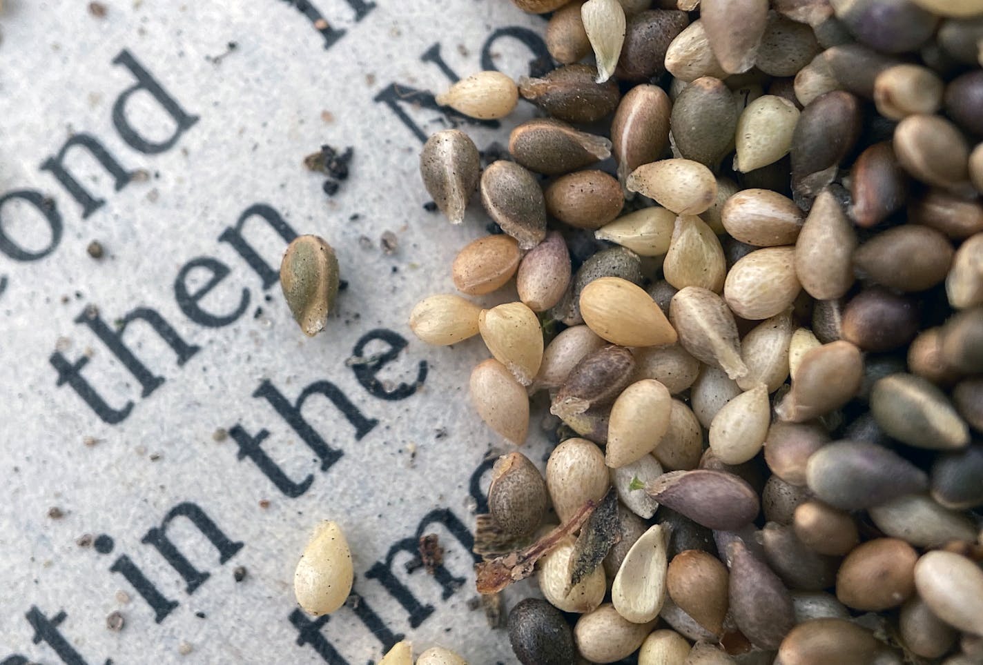 A closeup look at some of the prairie seeds collected this time of year and why they matter.This is Prairie Violet seed.