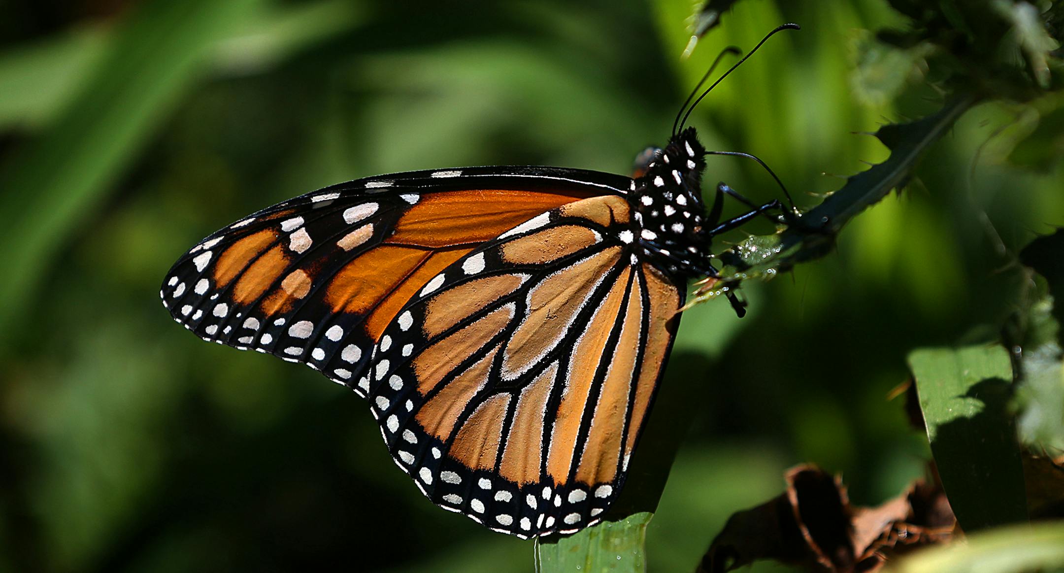 A monarch butterfly was brightly illuminated by the sun as it clung to a plant at Sunfish Lake Park in the City of Ramsey. ] JIM GEHRZ ï james.gehrz@startribune.com / Ramsey, MN / July 29, 2015 / 10:00 AM ñ BACKGROUND INFORMATION: The first Nice Ride-style canoe and mountain bike service is in the works! The city of Ramsey is partnering with the National Parks Service to open the bike and boat sharing service in the spring of 2016. It could be the first in the state and will allow user