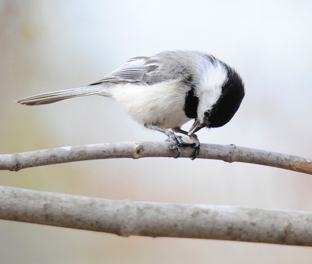 Chickadees hold seeds between their toes to peck them open. 