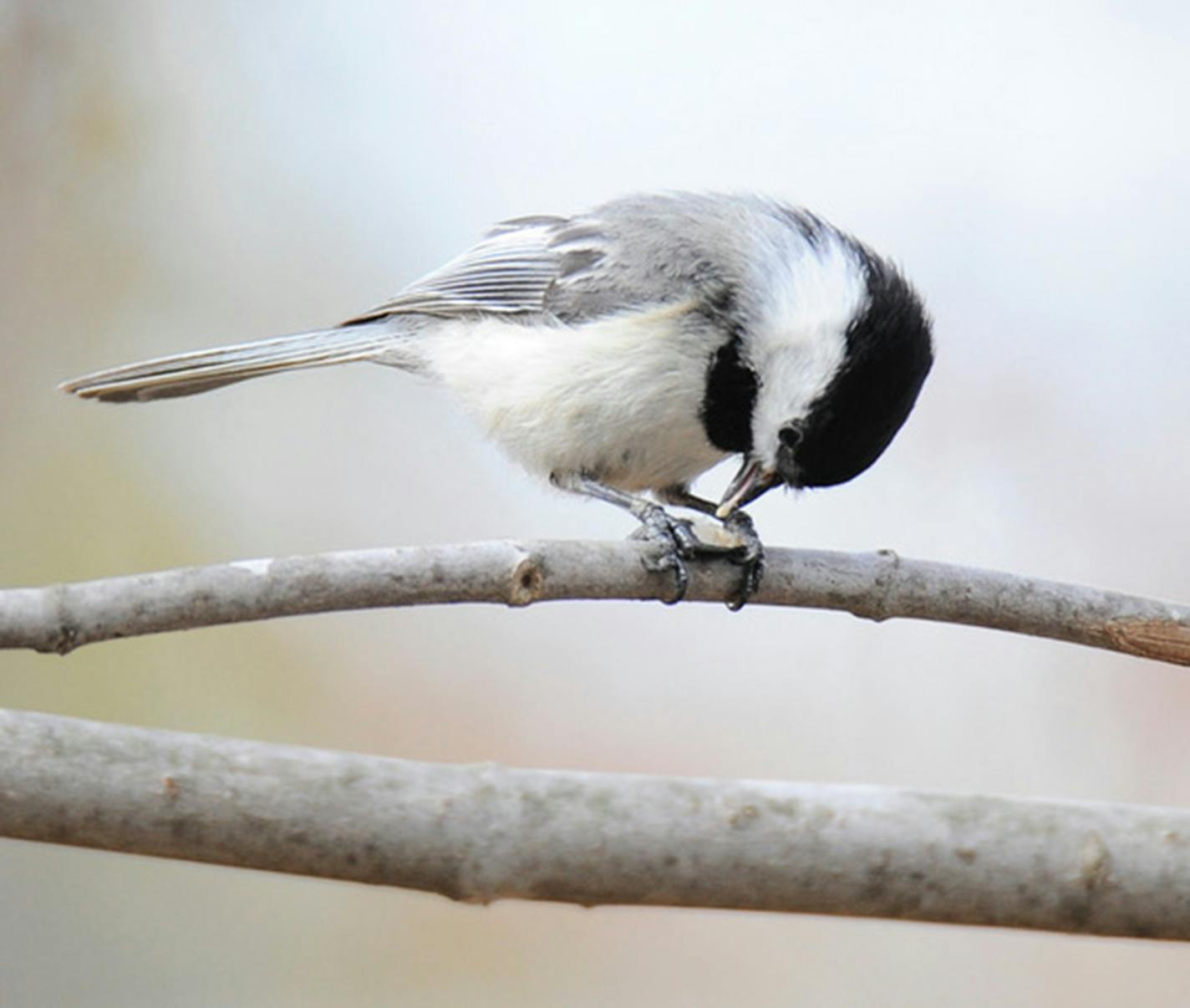 Chickadees hold seeds between their toes to peck them open. Jim Williams photo